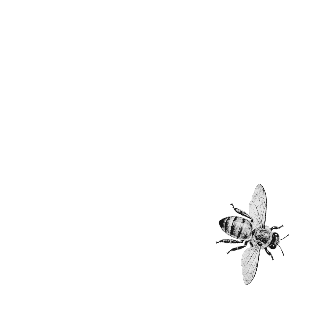 Single bee — etched illustration