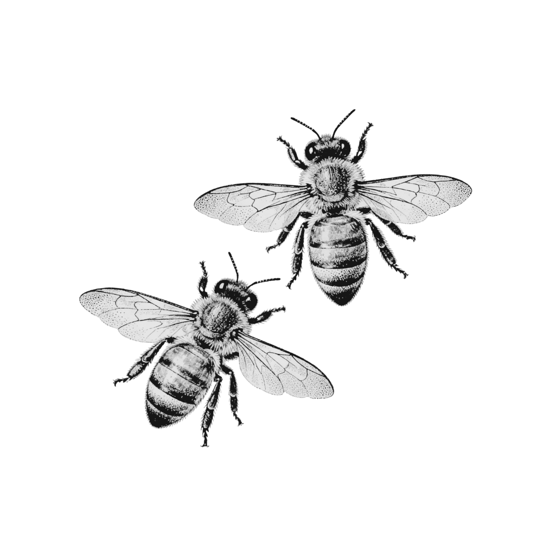Pair of bees — etched illustration