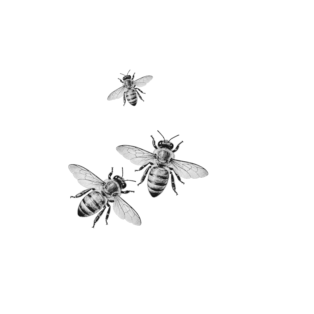 Trio of bees — etched illustration