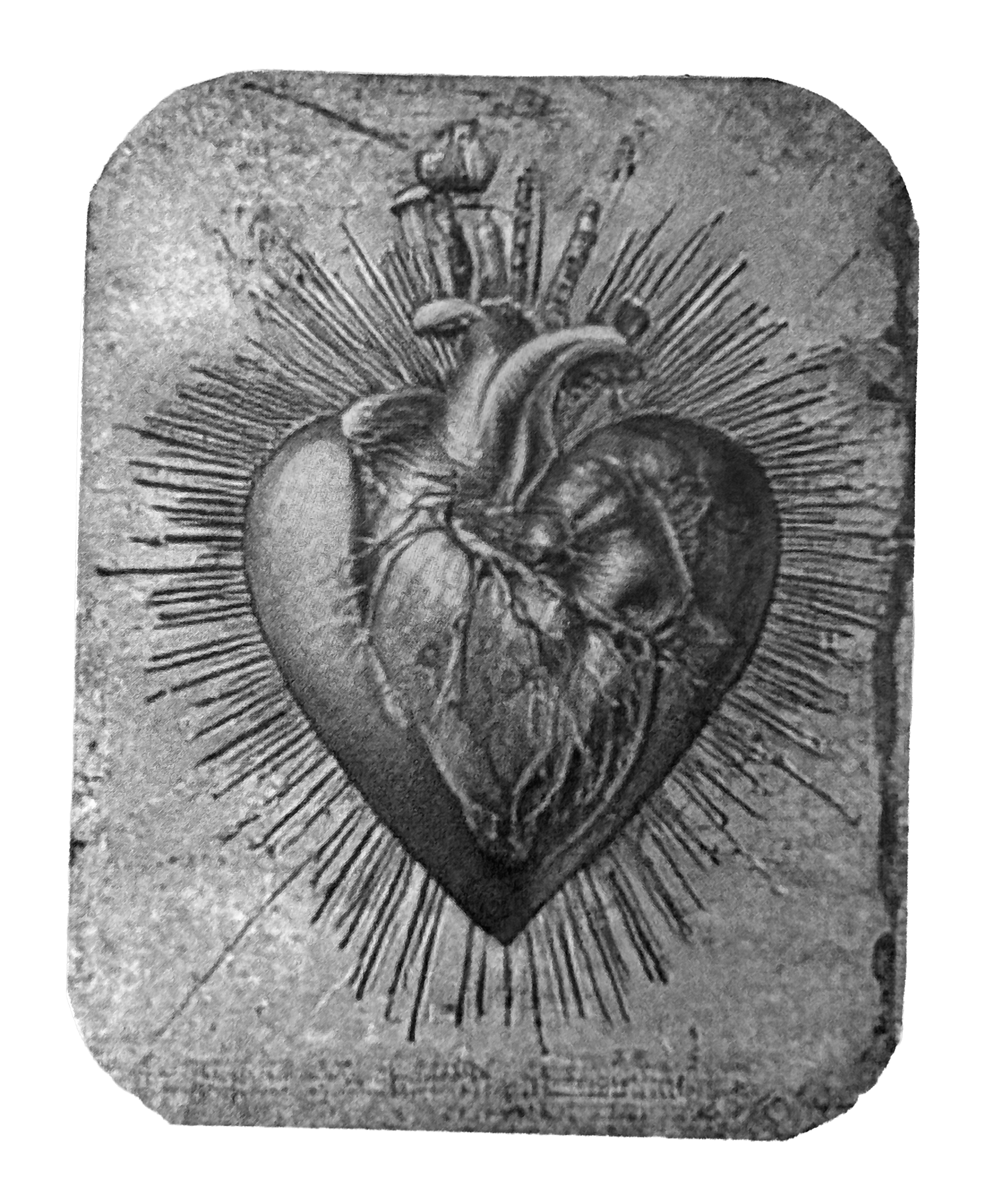 Heart tablet, anatomical