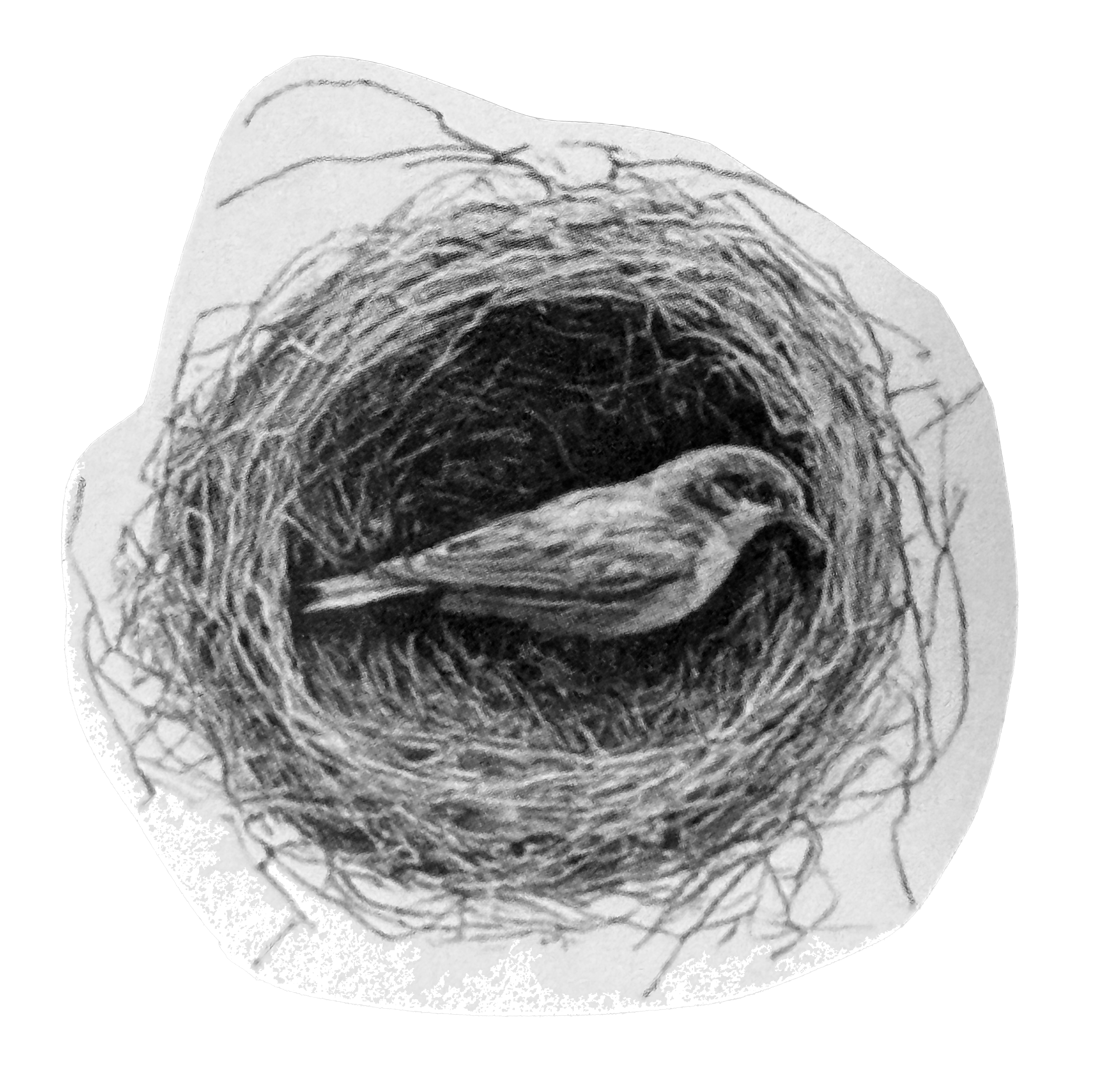 Bird in nest