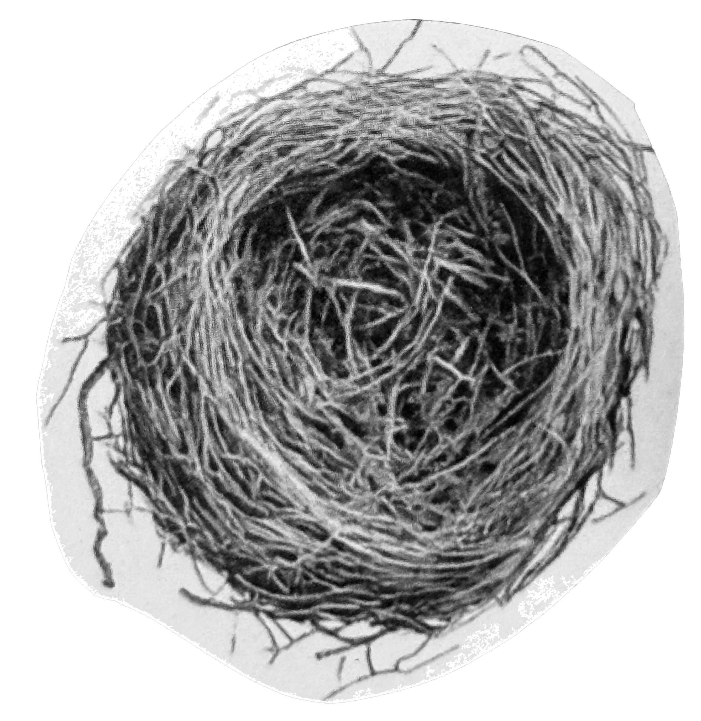 Empty bird nest