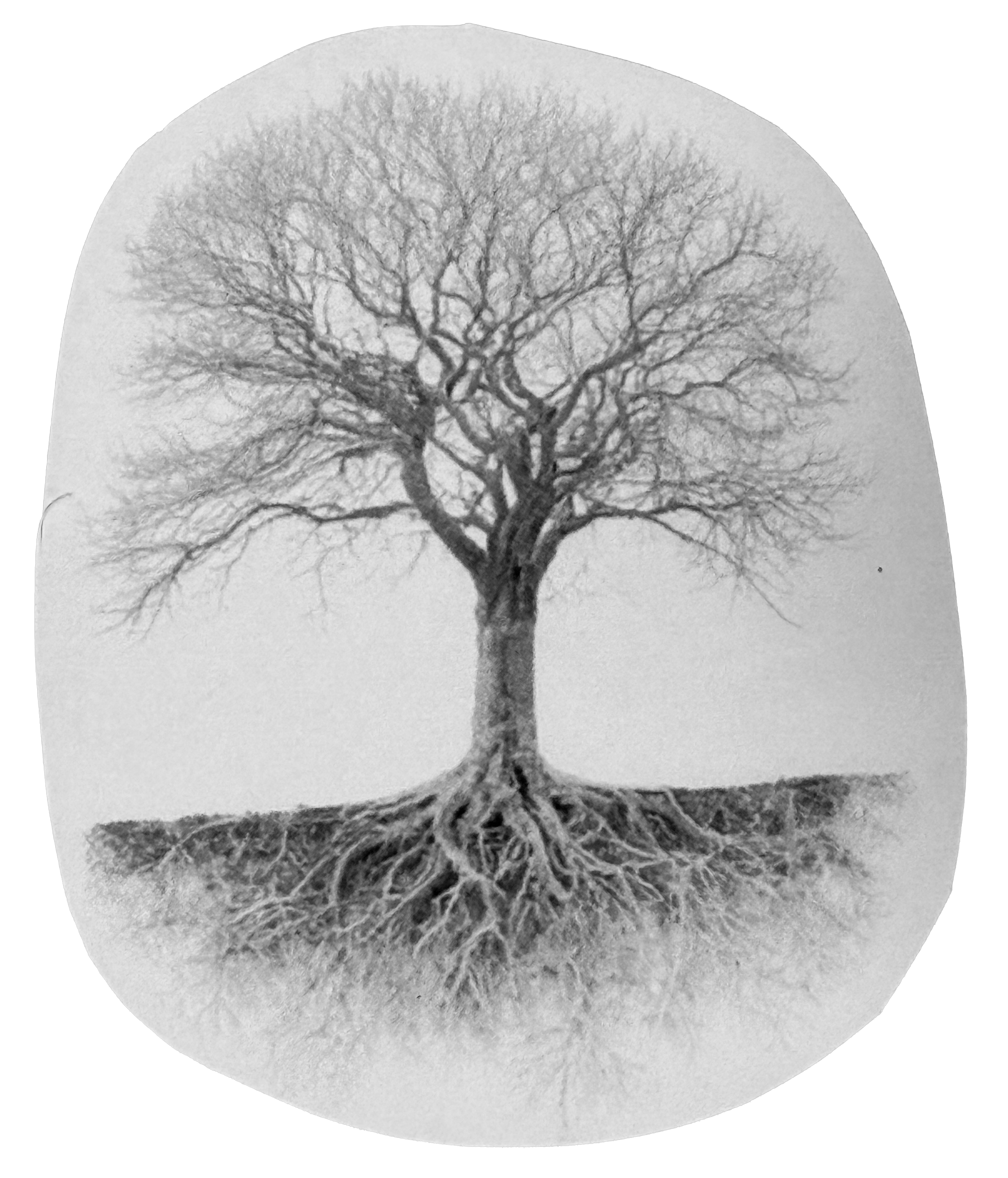 Tree with exposed roots